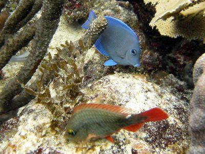 La Playita Sitio de Buceo Las Galeras Samaná